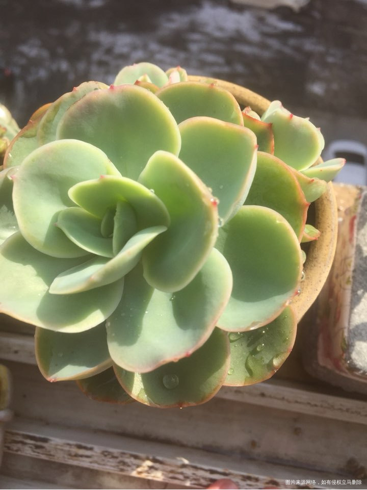 多肉是我眼中最美的风景