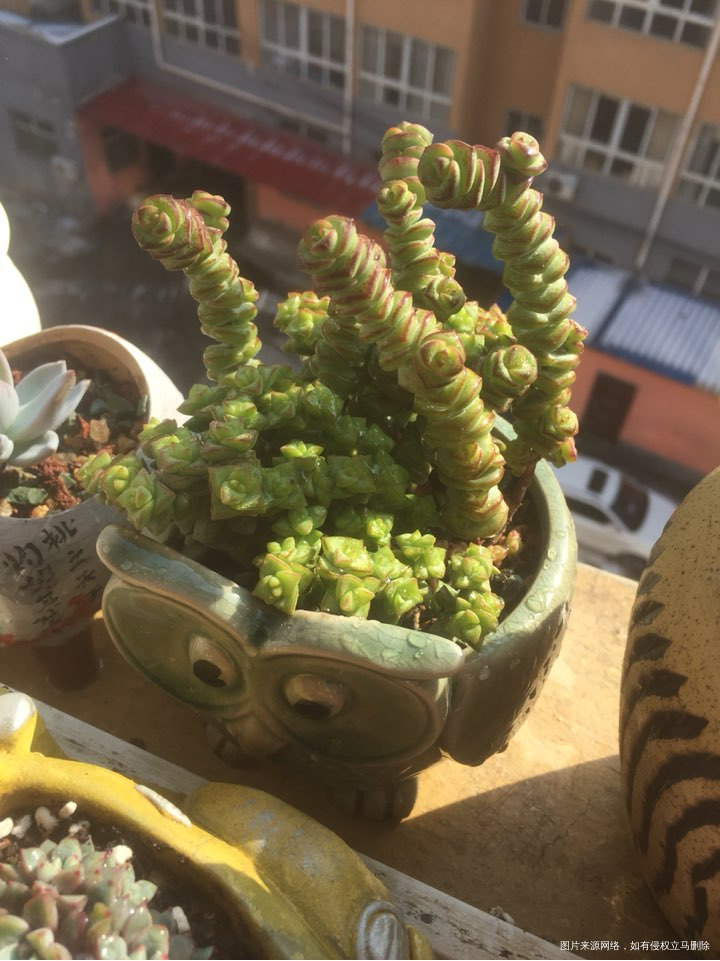 多肉是我眼中最美的风景