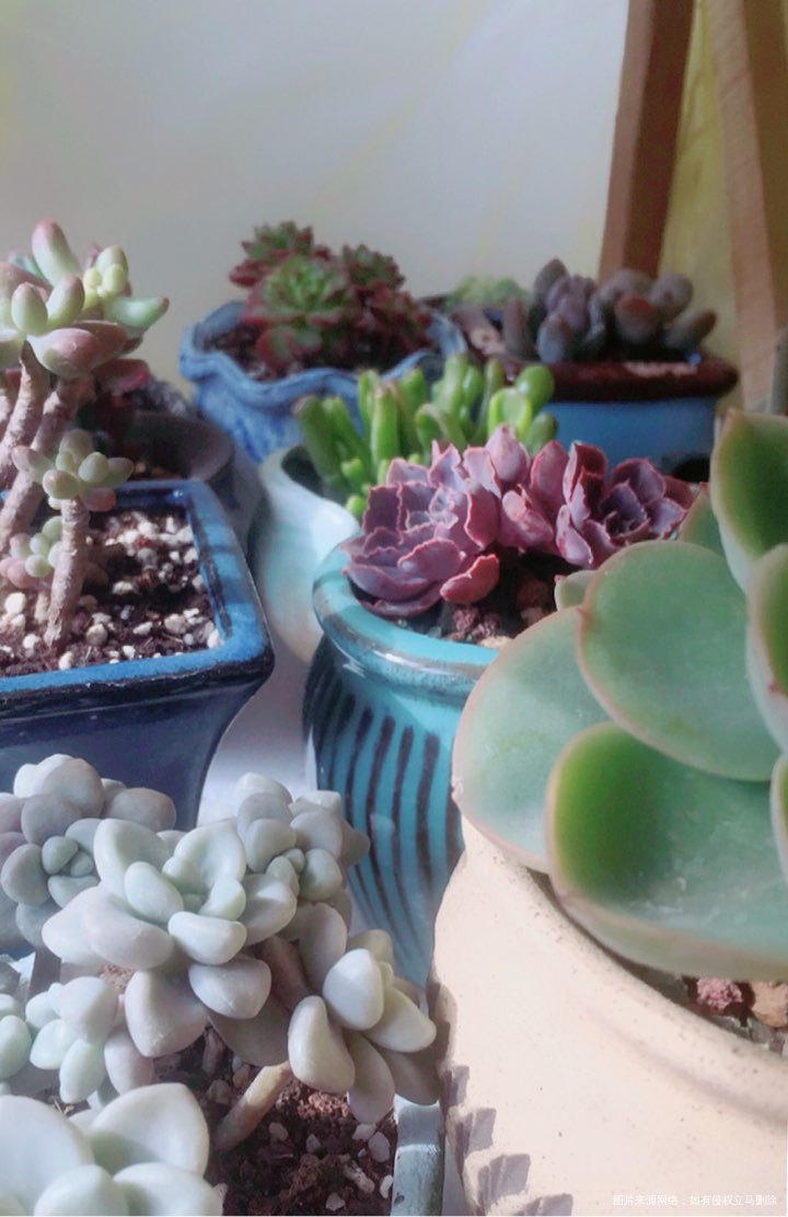 从越长越丑的多肉到人人喜爱的多肉妖精