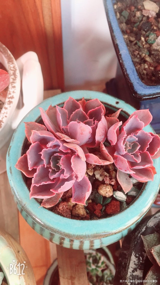 从越长越丑的多肉到人人喜爱的多肉妖精