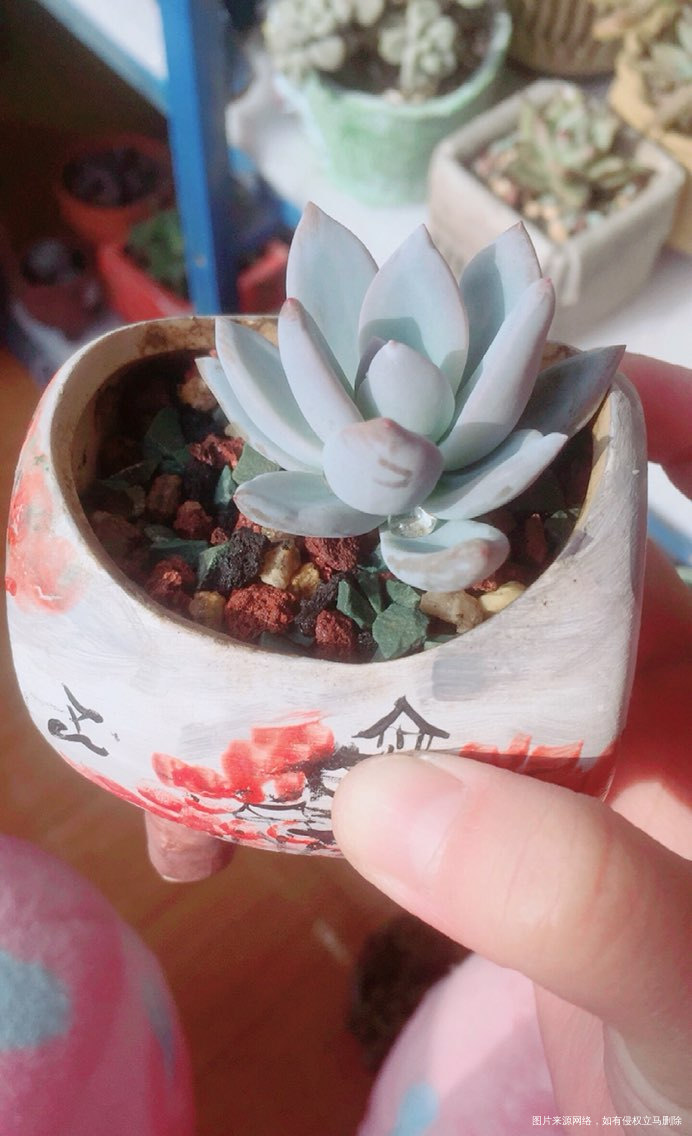 从越长越丑的多肉到人人喜爱的多肉妖精