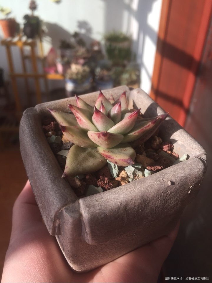 从越长越丑的多肉到人人喜爱的多肉妖精