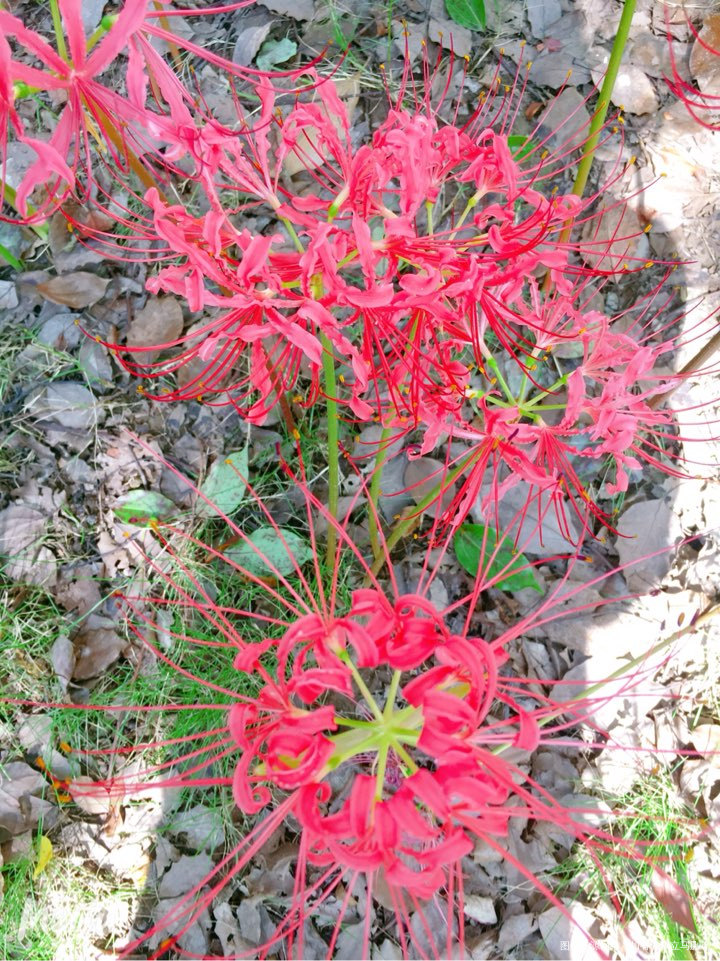 小区花园里的彼岸花,密密麻麻一大片呢