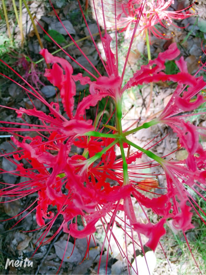小区花园里的彼岸花,密密麻麻一大片呢