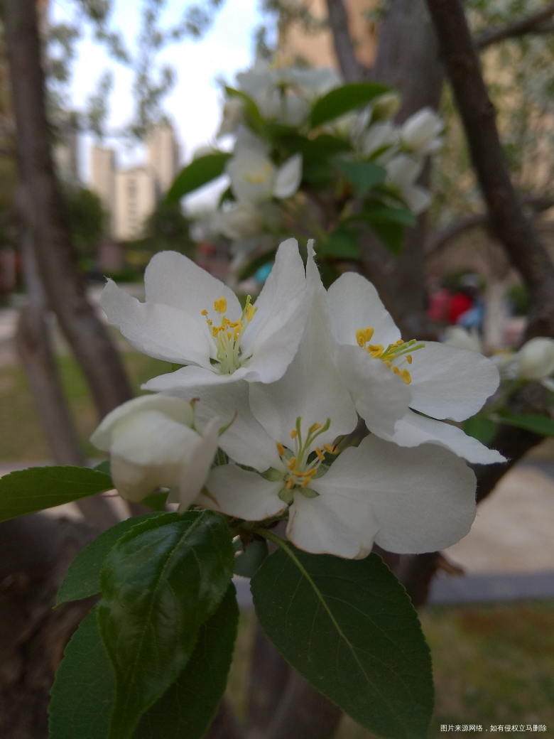 春天来了,随便拍拍,还差油菜花和白玉兰,儿子不让拍了