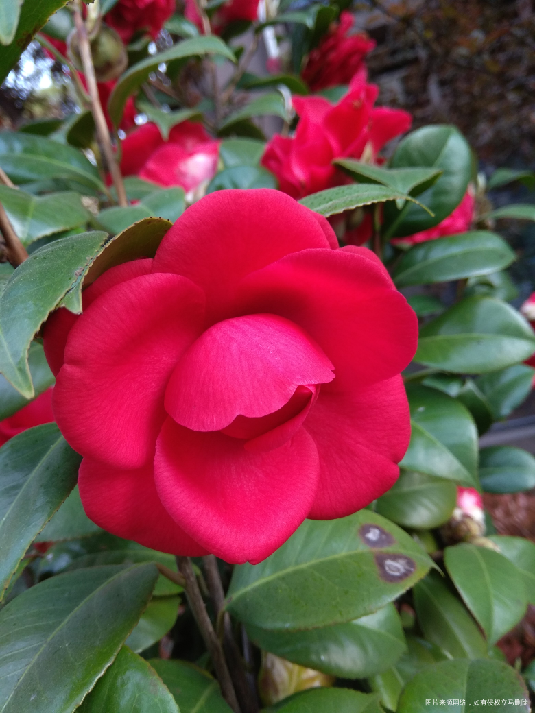 春天来了,随便拍拍,还差油菜花和白玉兰,儿子不让拍了