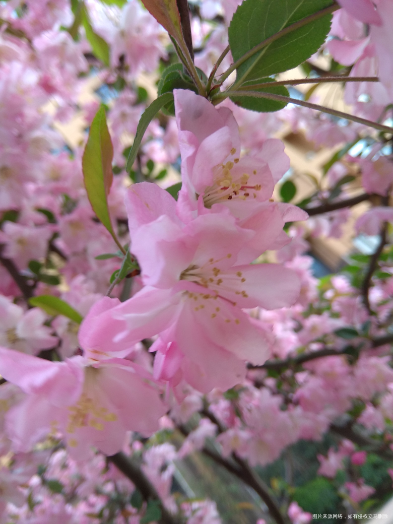 春天来了,随便拍拍,还差油菜花和白玉兰,儿子不让拍了