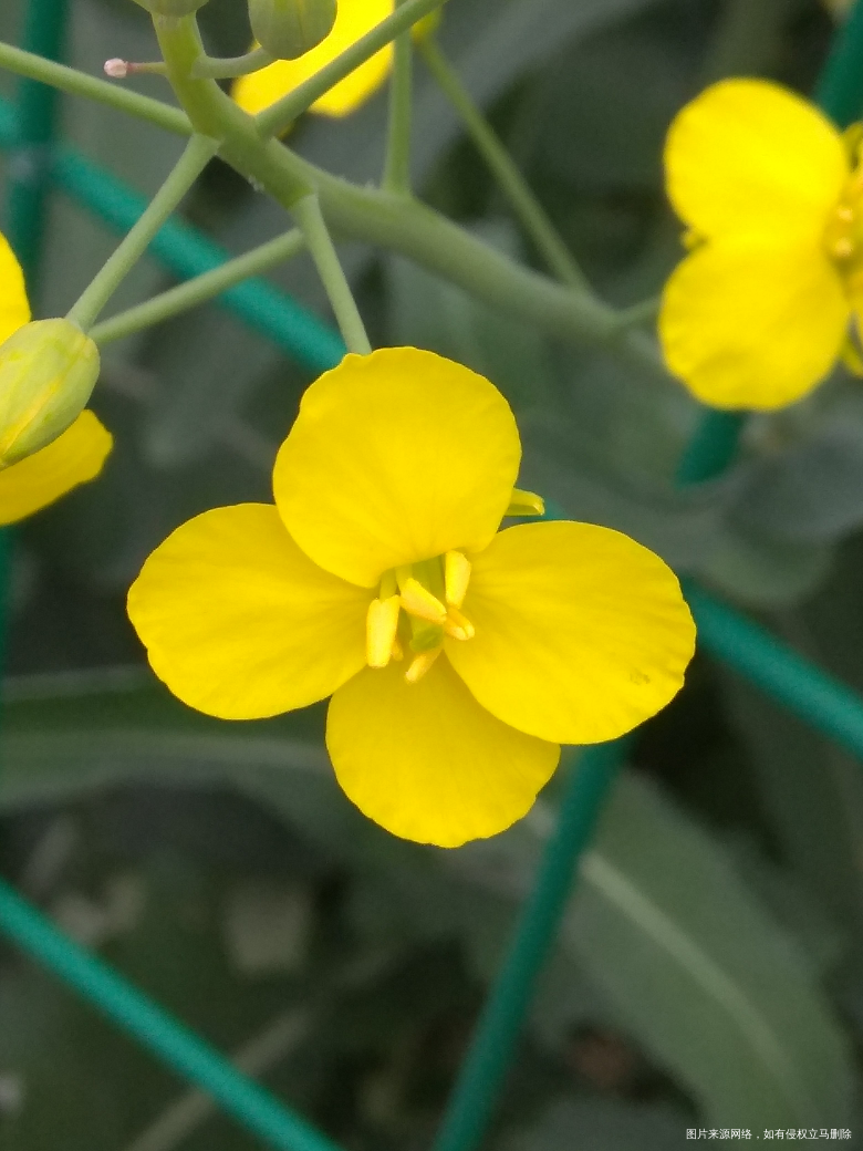 油菜花,好郁闷,手机总是拍不出眼睛看到的大气惊叹的效果