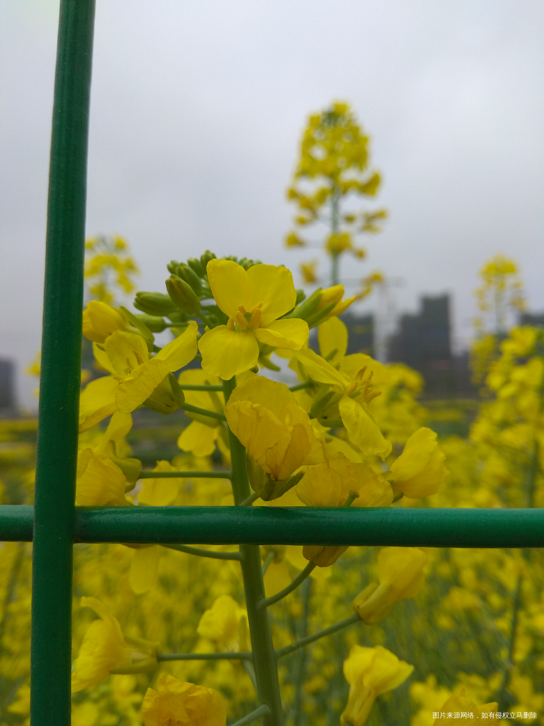 油菜花,好郁闷,手机总是拍不出眼睛看到的大气惊叹的效果