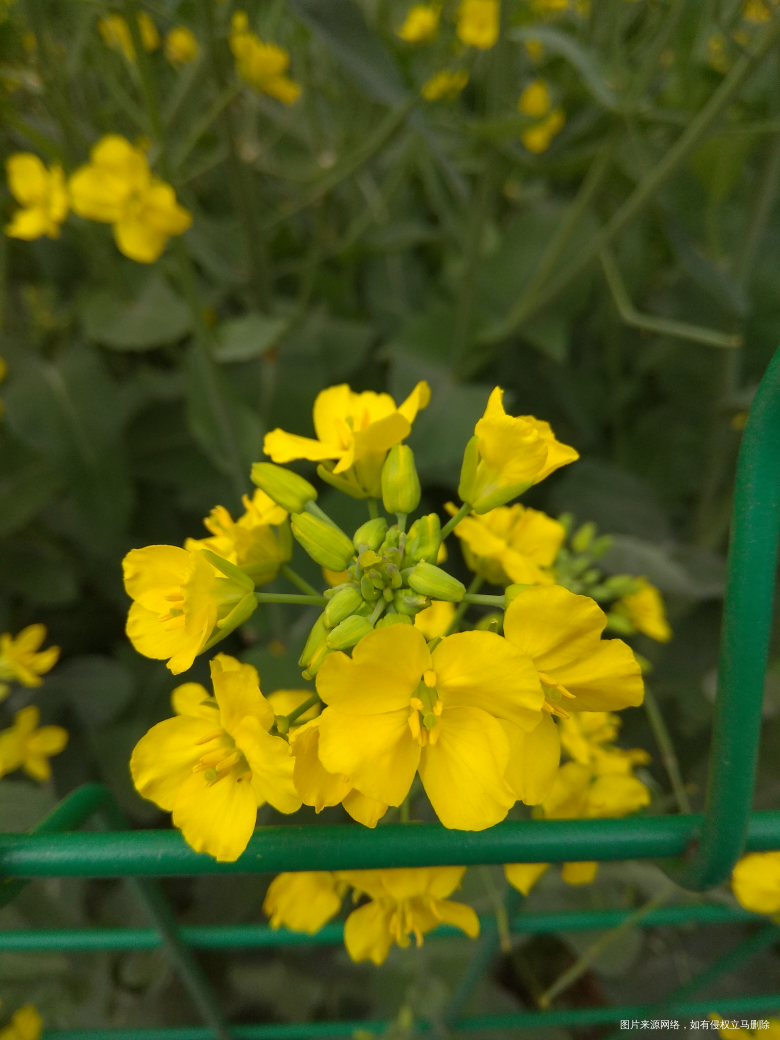 油菜花,好郁闷,手机总是拍不出眼睛看到的大气惊叹的效果