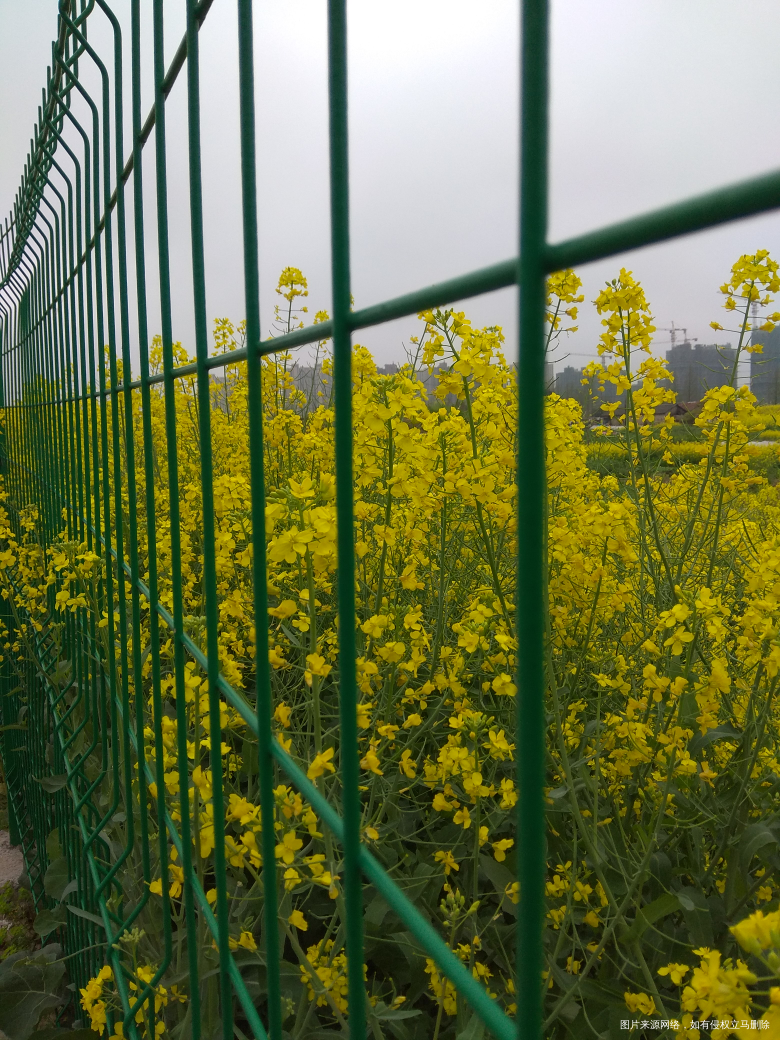 油菜花,好郁闷,手机总是拍不出眼睛看到的大气惊叹的效果