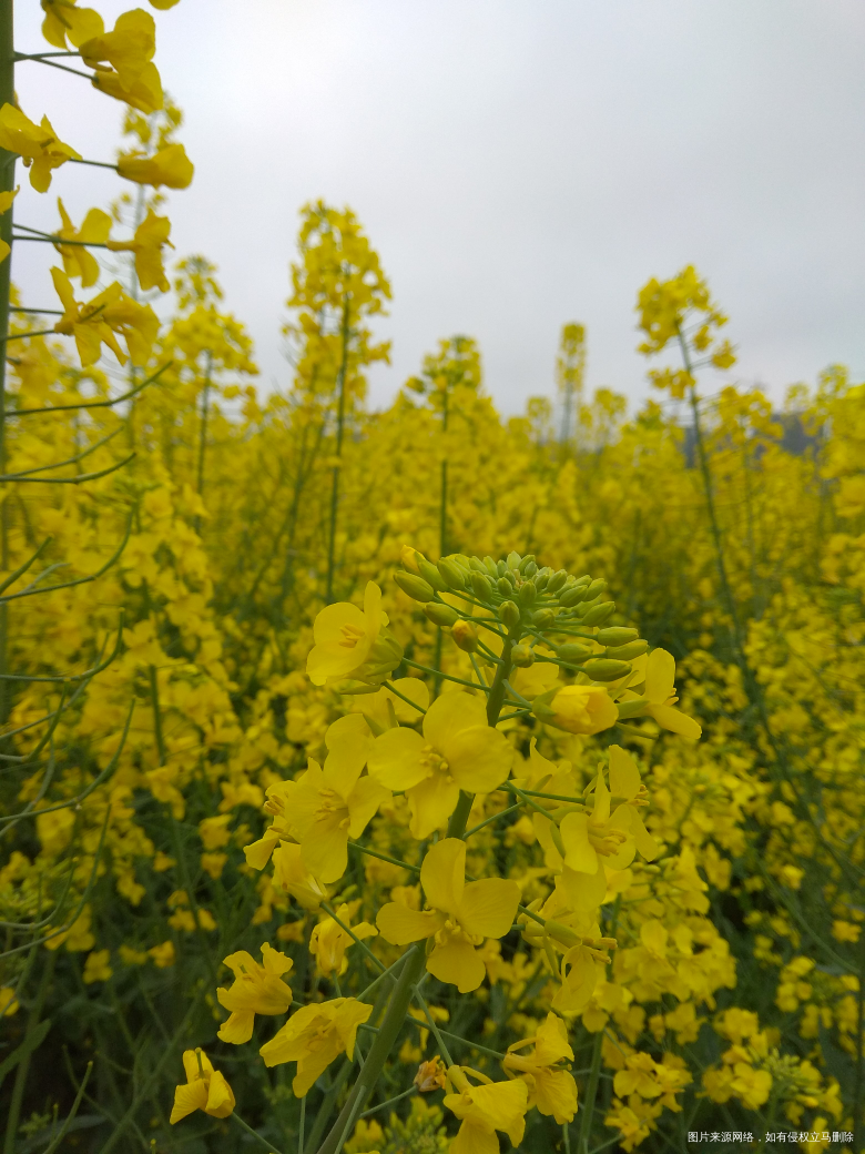 油菜花,好郁闷,手机总是拍不出眼睛看到的大气惊叹的效果