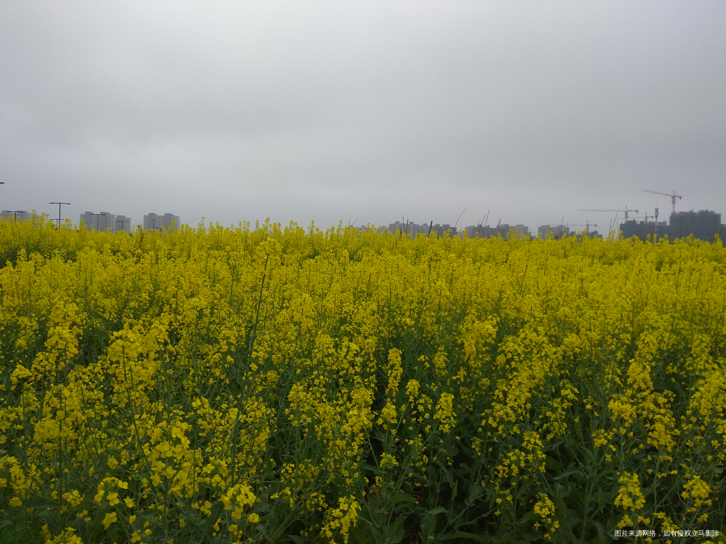 油菜花,好郁闷,手机总是拍不出眼睛看到的大气惊叹的效果