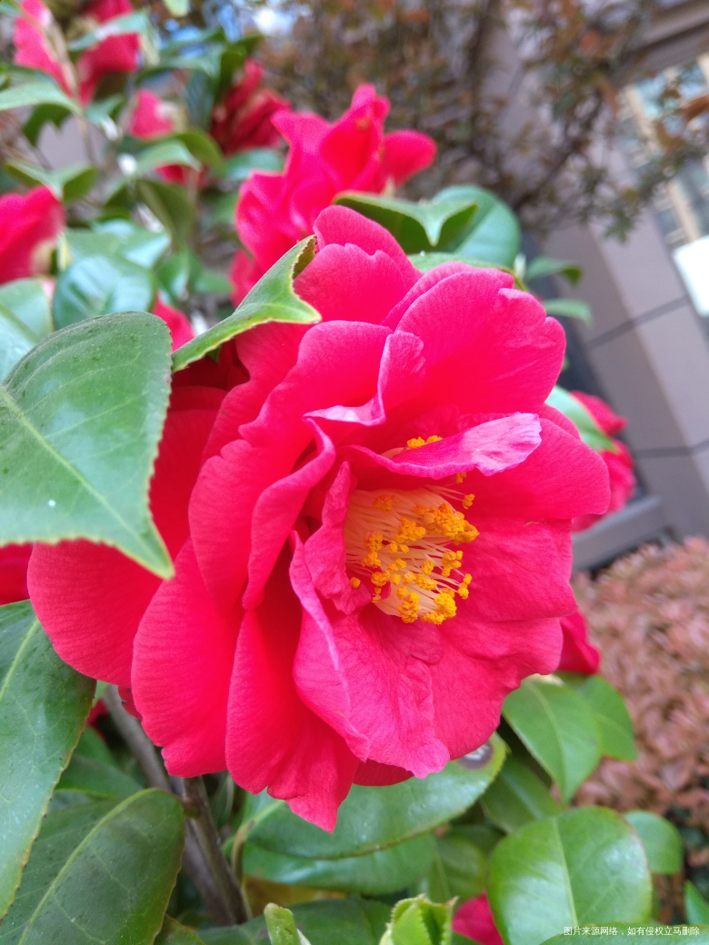 红色的大气,当家主母的感觉,不过不能一直看