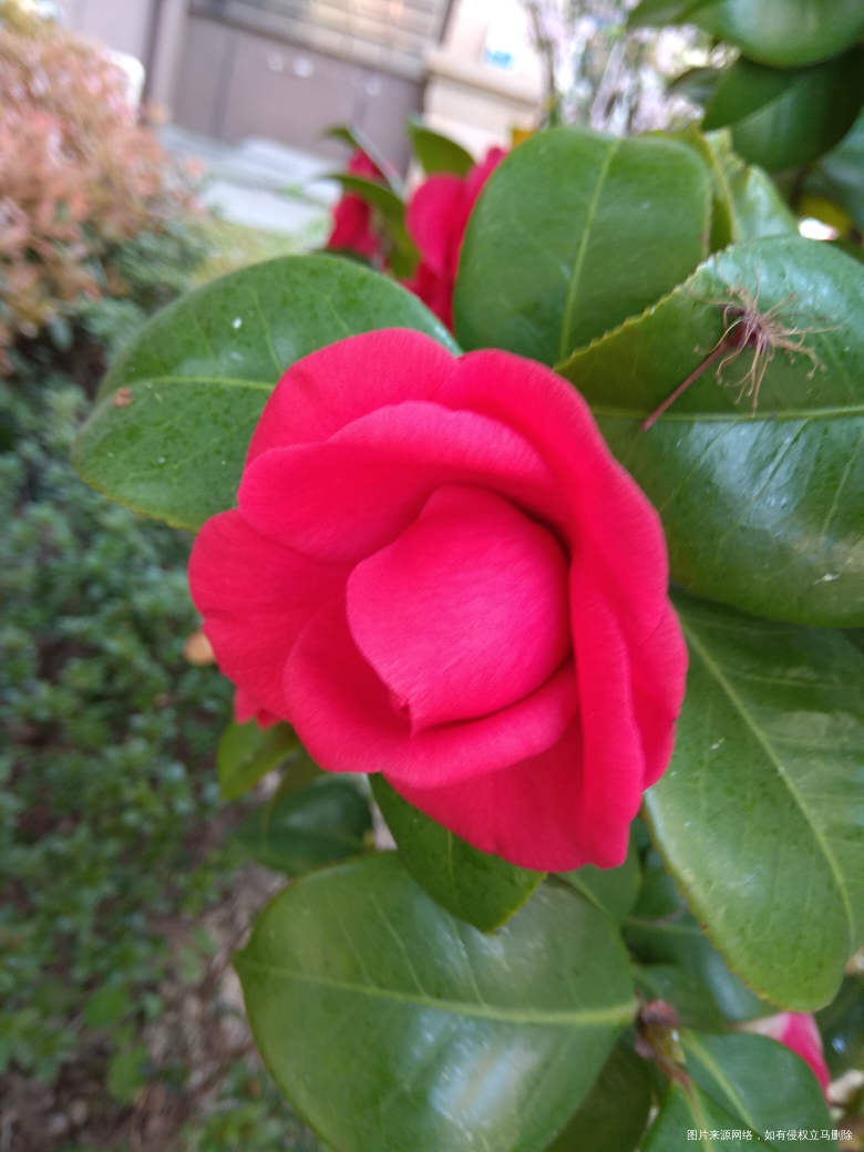 红色的大气,当家主母的感觉,不过不能一直看