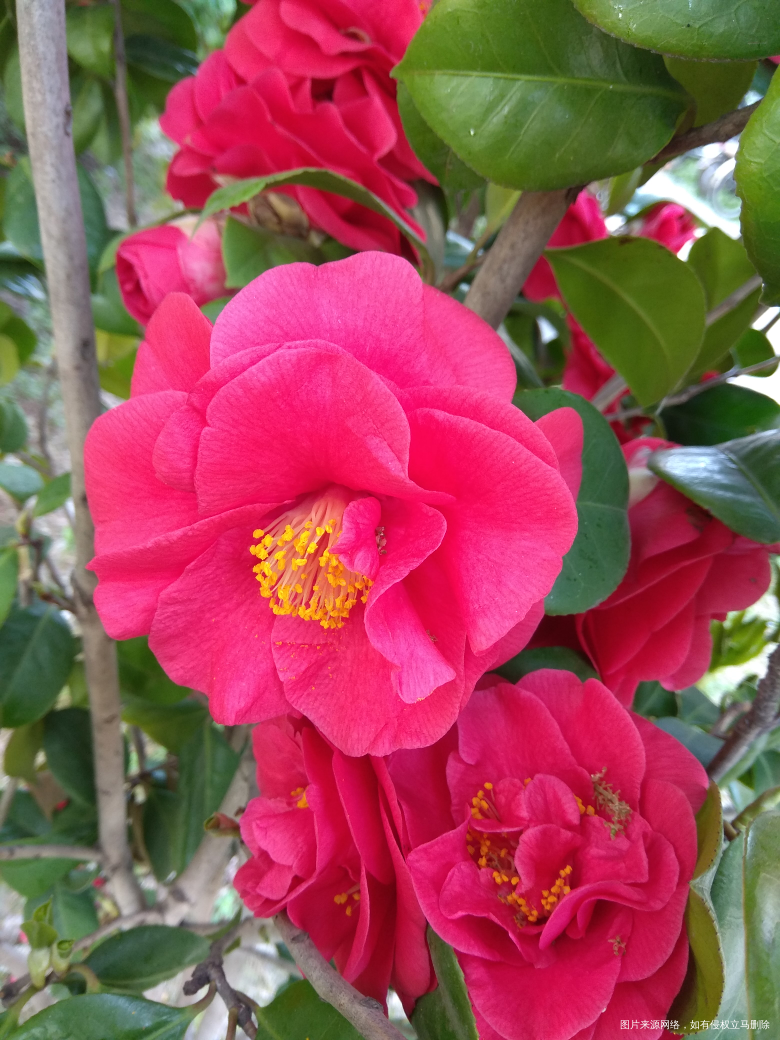 红色的大气,当家主母的感觉,不过不能一直看