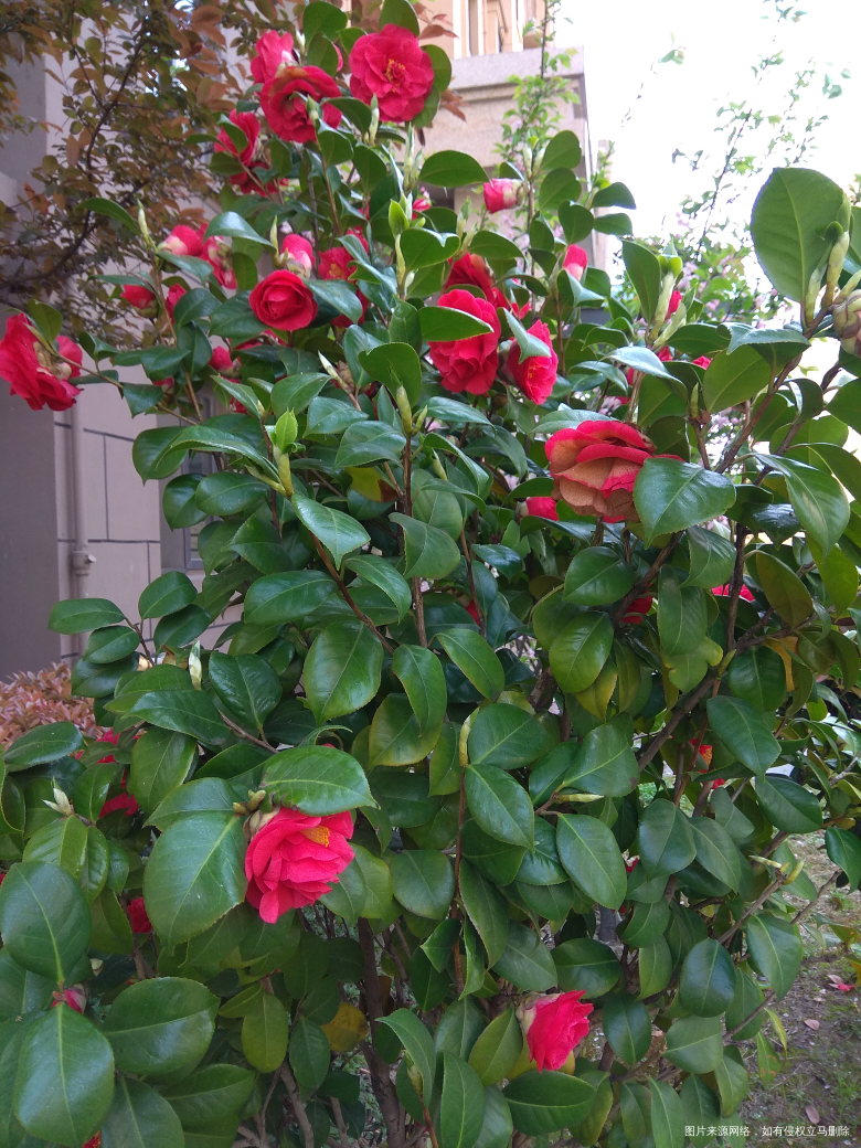 红色的大气,当家主母的感觉,不过不能一直看