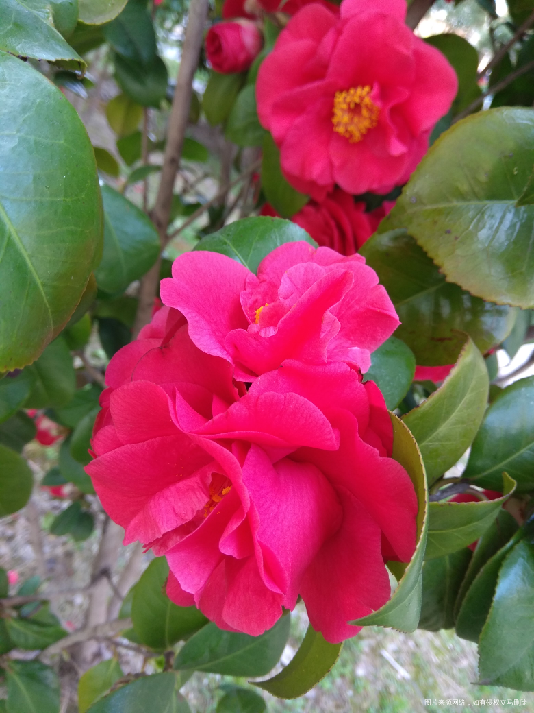 红色的大气,当家主母的感觉,不过不能一直看