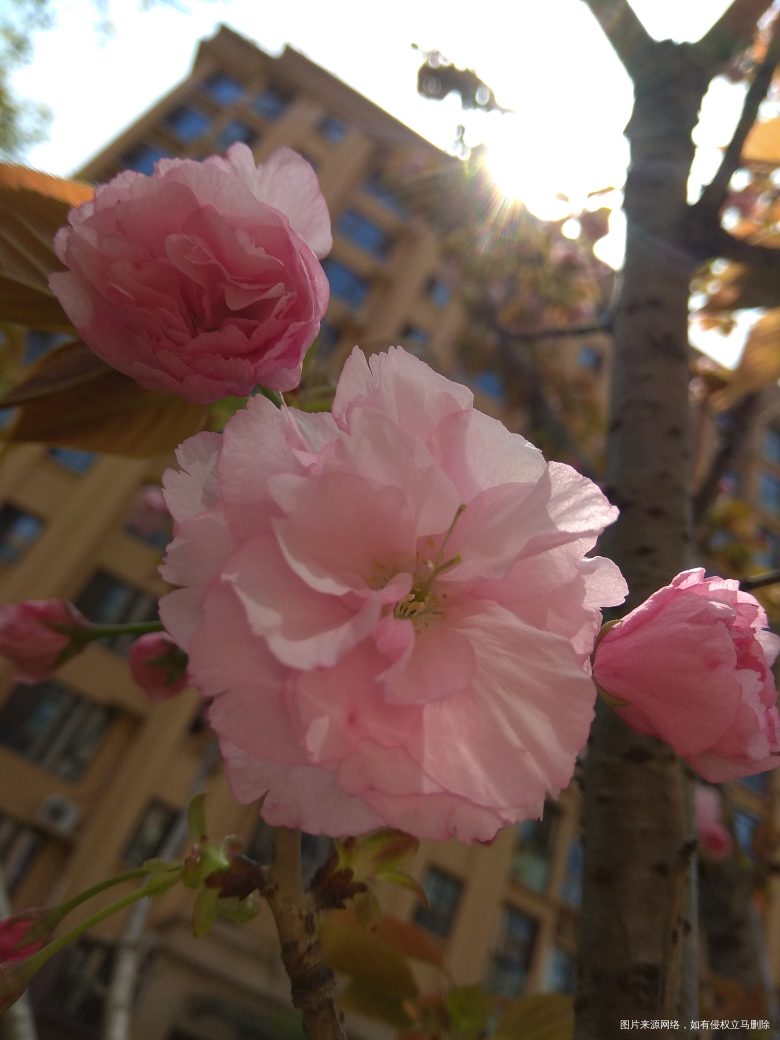 这种花不晓得啥名字,看着也还行