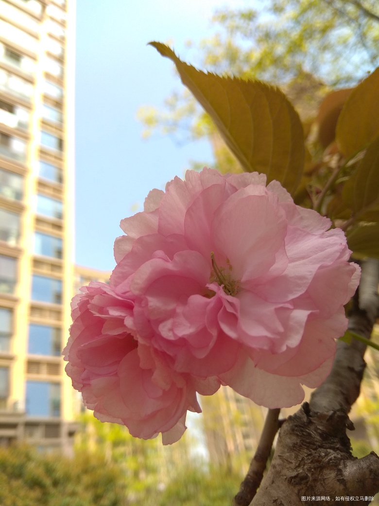 这种花不晓得啥名字,看着也还行