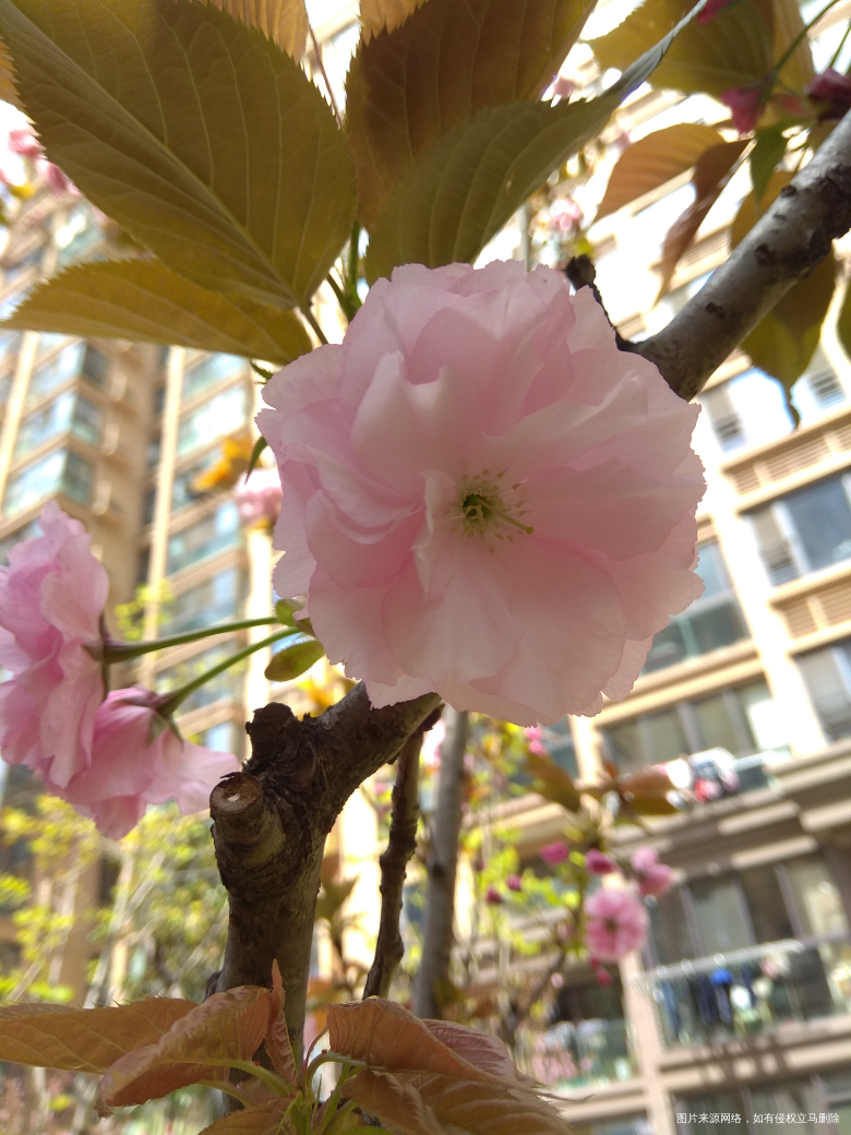 这种花不晓得啥名字,看着也还行