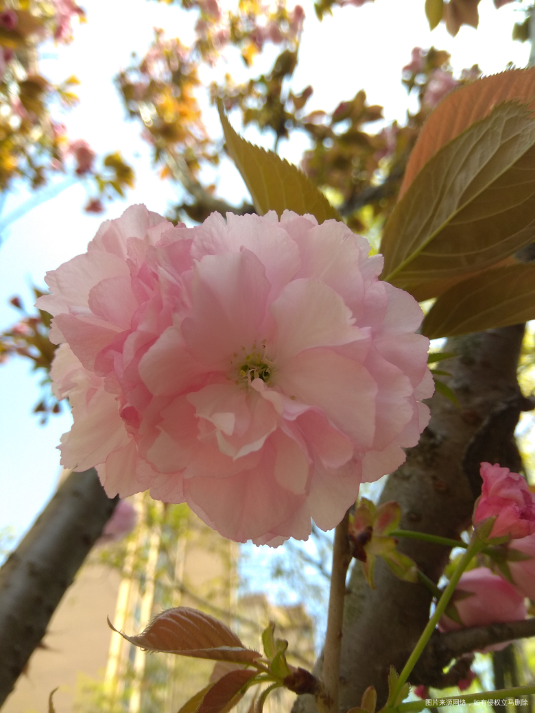 这种花不晓得啥名字,看着也还行