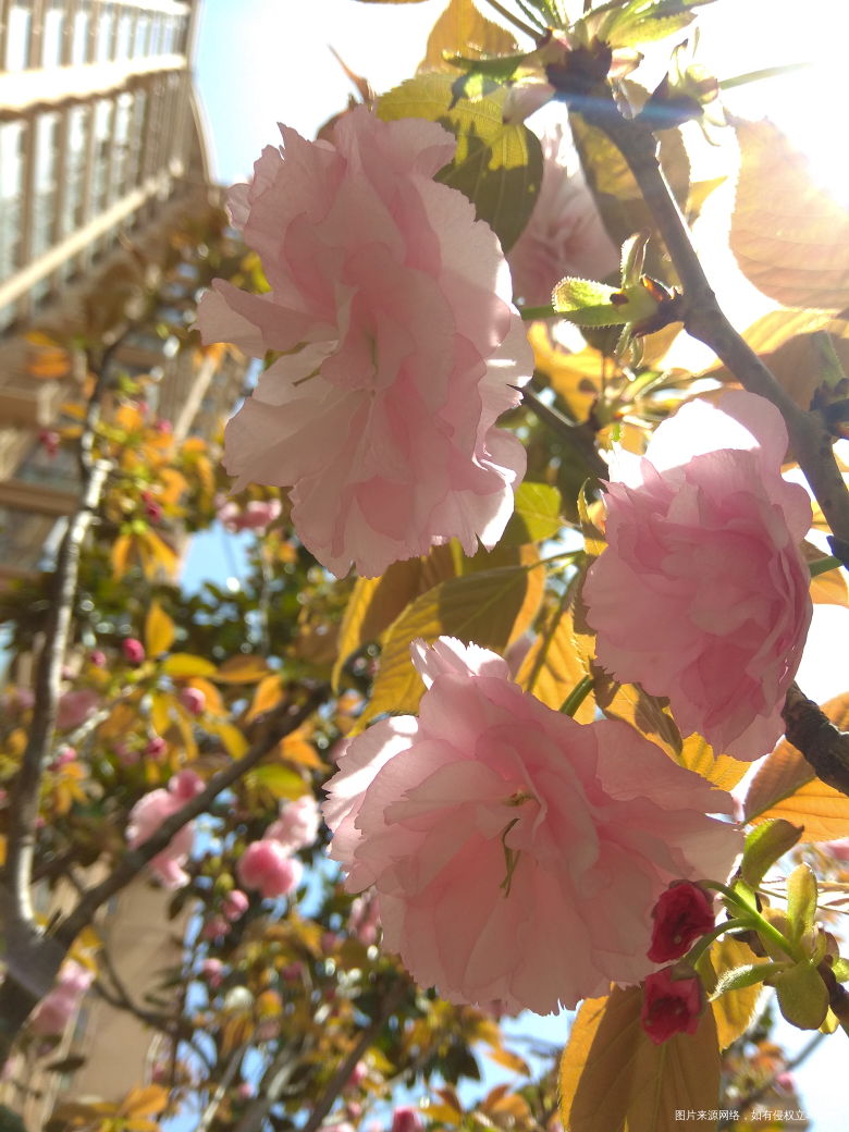 这种花不晓得啥名字,看着也还行