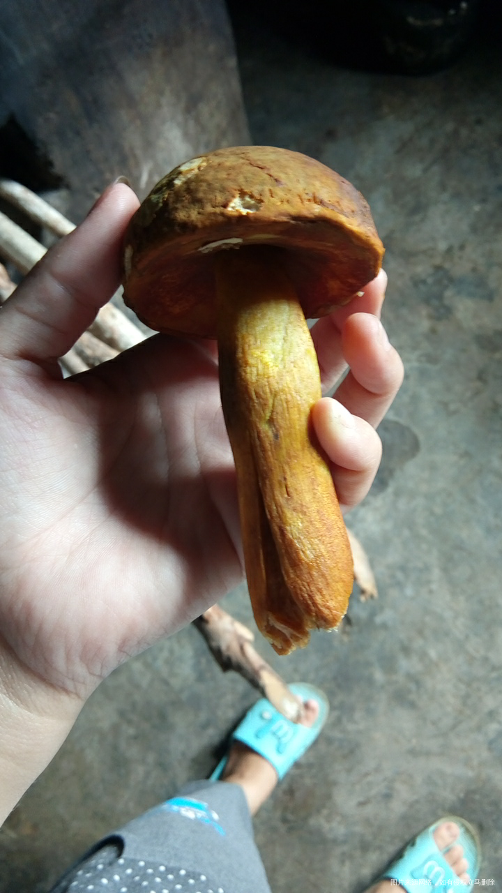 请问这个牛肝茵孕妇可以吃吗?