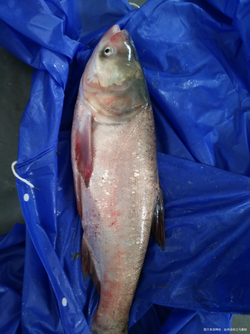 弟弟和他同学昨晚钓的鱼,二十多斤