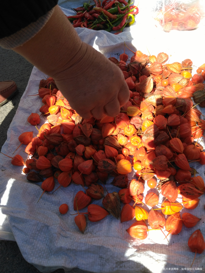 今天赶集,看见好多卖人参的