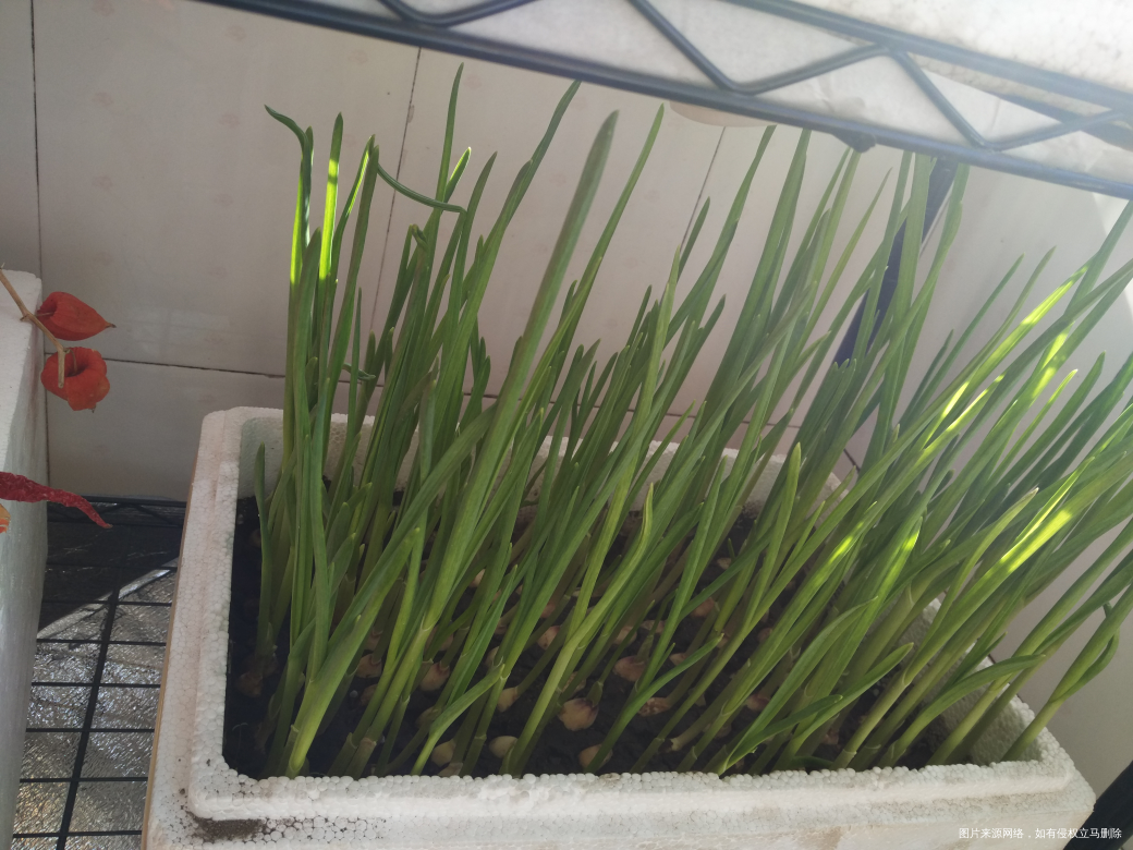 蒜苗可以收割了,包点三鲜馄饨吧