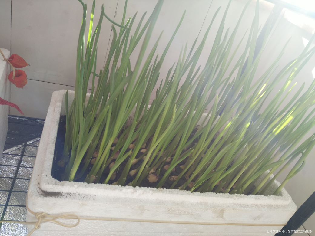 蒜苗可以收割了,包点三鲜馄饨吧