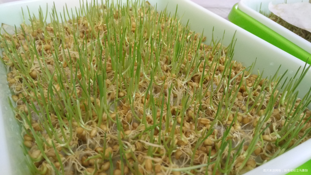 一个吃货的潜力,麦芽糖自己做