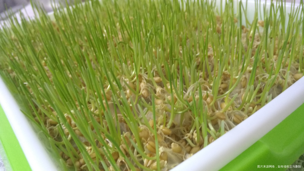 种的小麦苗好了,又可以做麦芽糖了