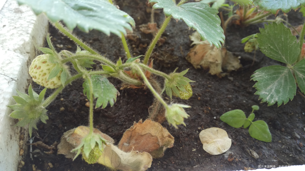 阳台上种了点草莓,开始结果了