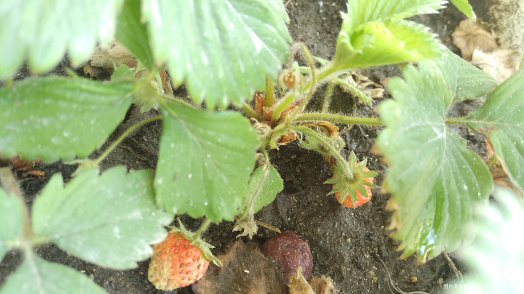 阳台上种了点草莓,开始结果了