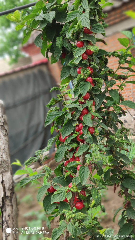 昨天带娃出去玩,采了好多小樱桃