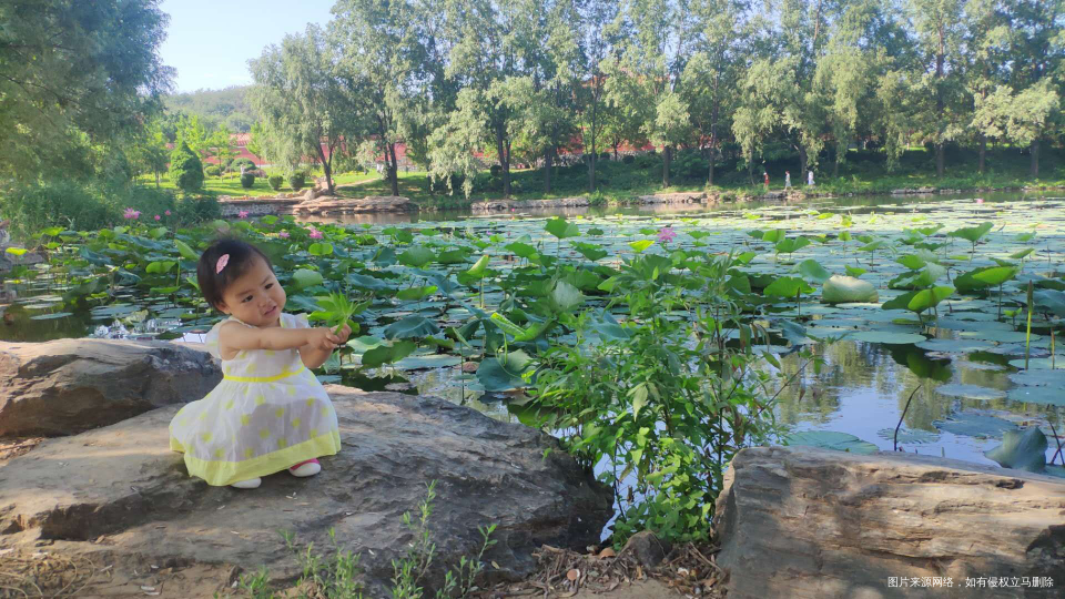 早上起来带娃就看荷花去了