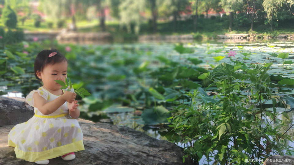 早上起来带娃就看荷花去了