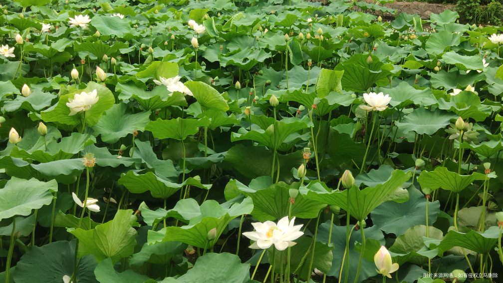 吃完早饭,就全家出游去了