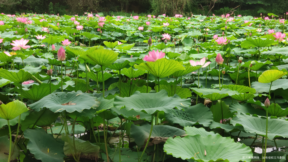 吃完早饭,就全家出游去了