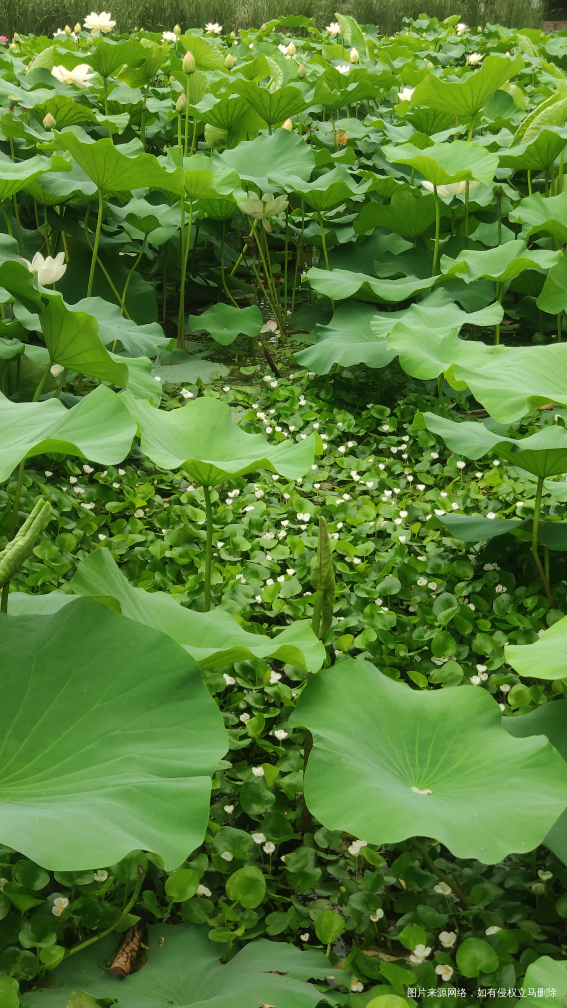 吃完早饭,就全家出游去了