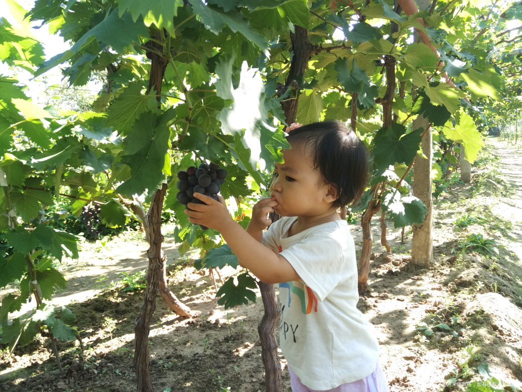 今天领宝宝去葡萄园摘葡萄去了