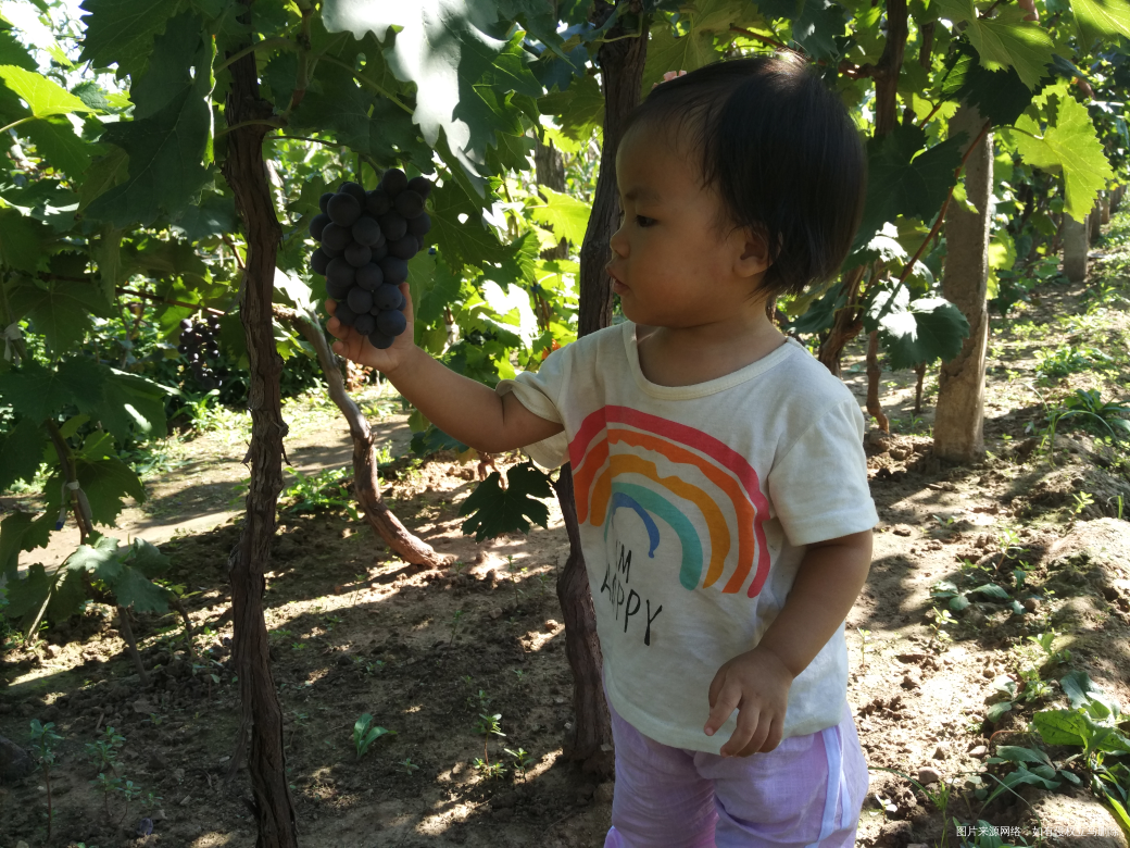 今天领宝宝去葡萄园摘葡萄去了