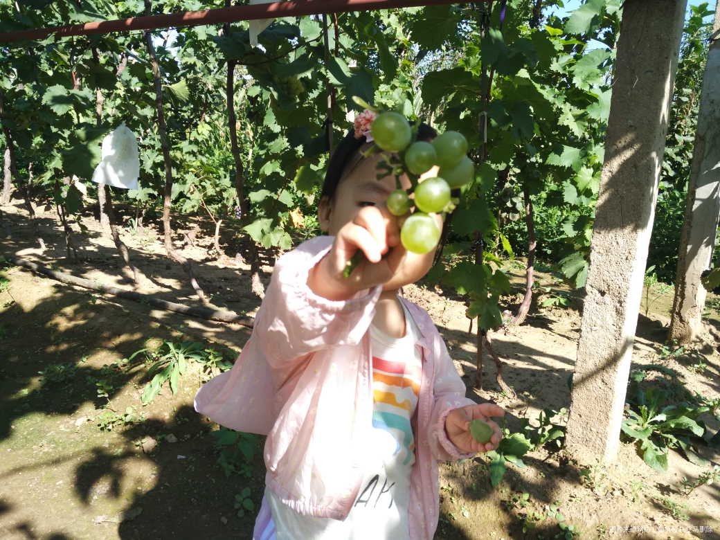 今天领宝宝去葡萄园摘葡萄去了