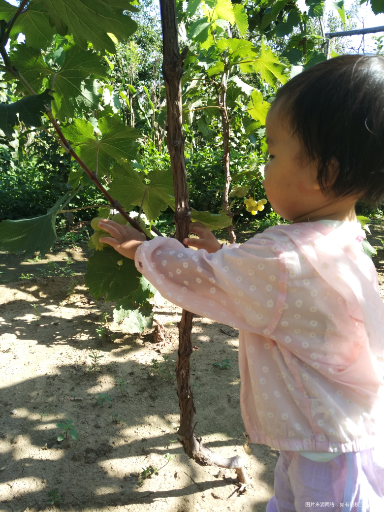 今天领宝宝去葡萄园摘葡萄去了