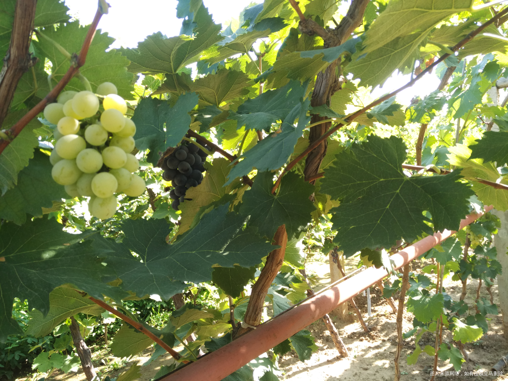 今天领宝宝去葡萄园摘葡萄去了