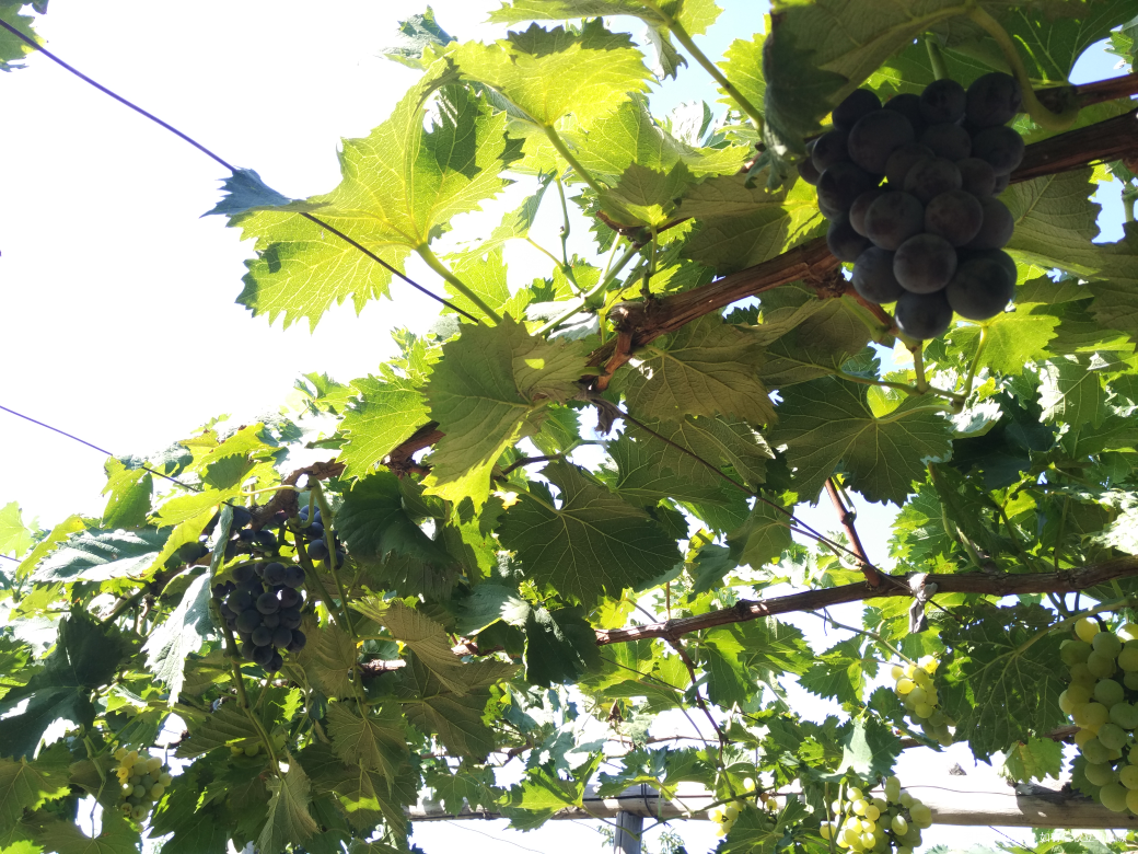 今天领宝宝去葡萄园摘葡萄去了