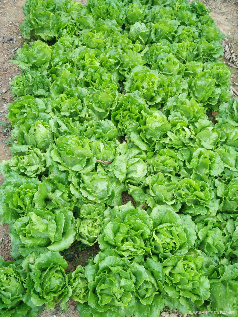 这种特殊时期,在农村挺好的