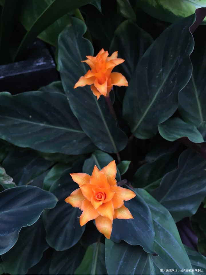 【生活感悟】新的一年谢谢我的好嫂子